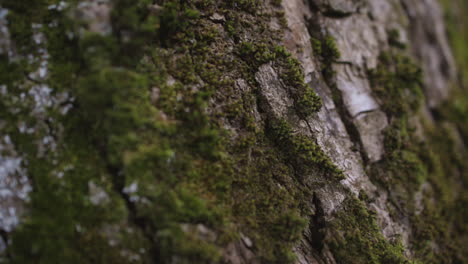 close-up pan of moss growing on the bark of a tree trunk