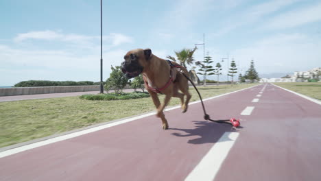 following boxer dog running fast