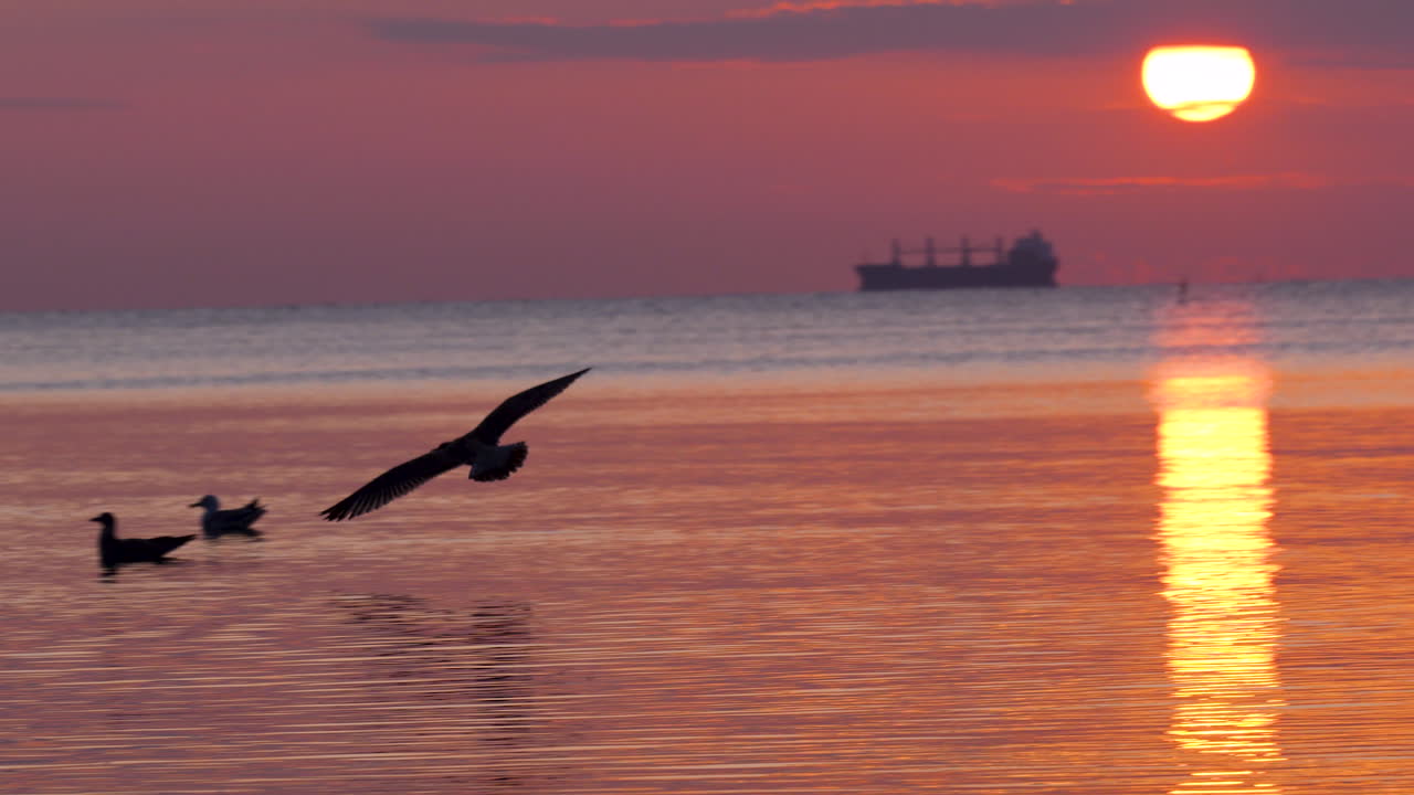 Flying birds cross the glowing morning sky at Gdynia Orłowo shoreline