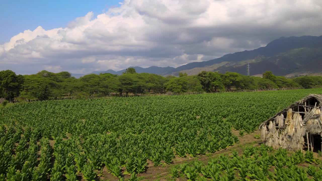 un dron paisajístico de campos de tabaco en la república dominicana