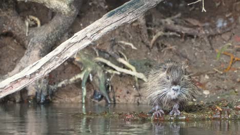 single nutria  cleaning before swimming in river