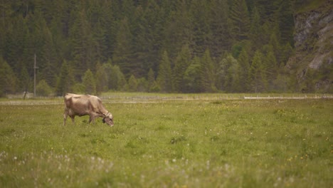 Una-Solitaria-Vaca-Suiza-Marrón-Pastando-En-Un-Campo-Verde-Con-Un-Bosque-De-Pinos-En-El-Fondo