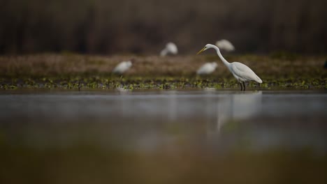 great egret fishing in wetland area