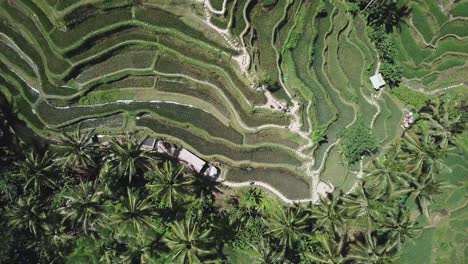 flying close above undulating verdant rice terraces and coconut palm trees on a hill in tegallalang, bali, indonesia