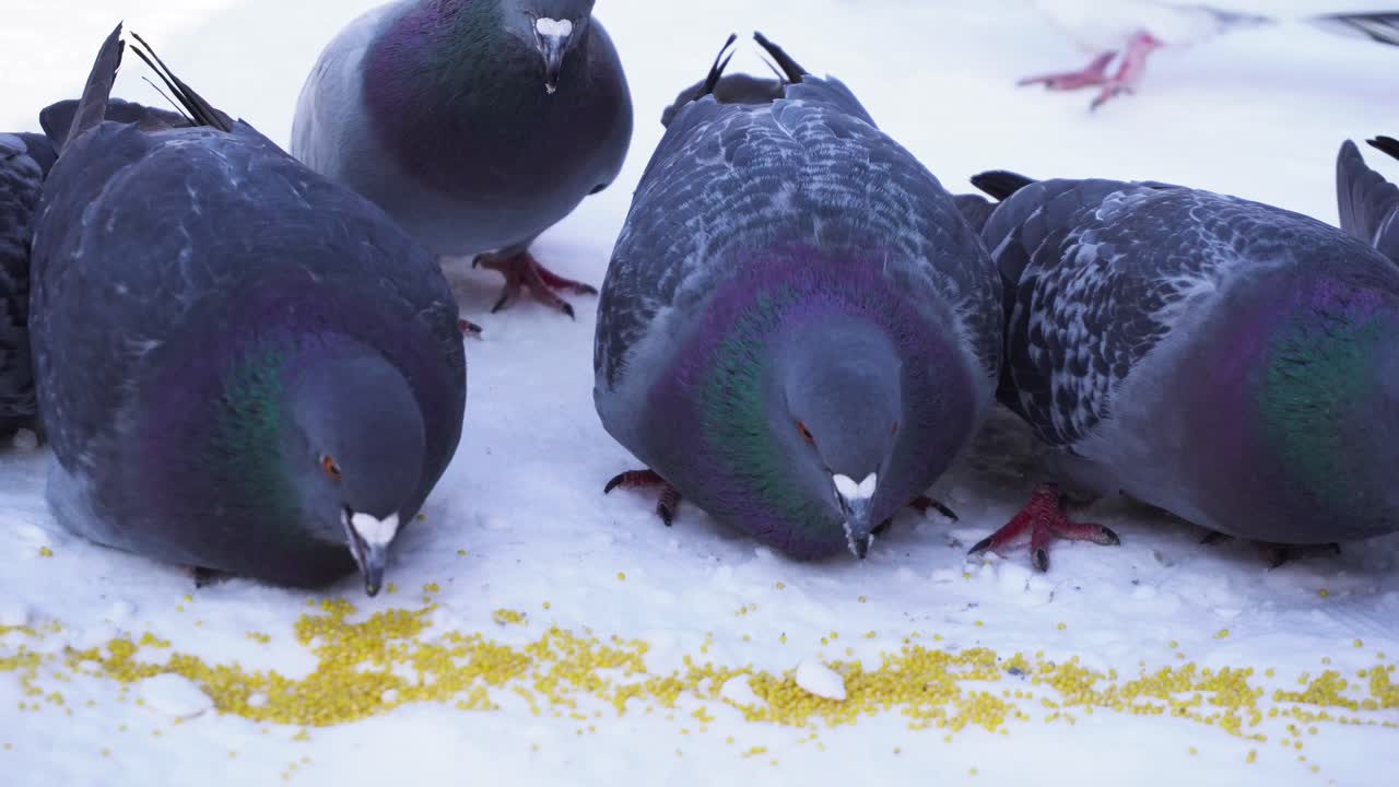 눈 을 먹고 있는 비둘기 들