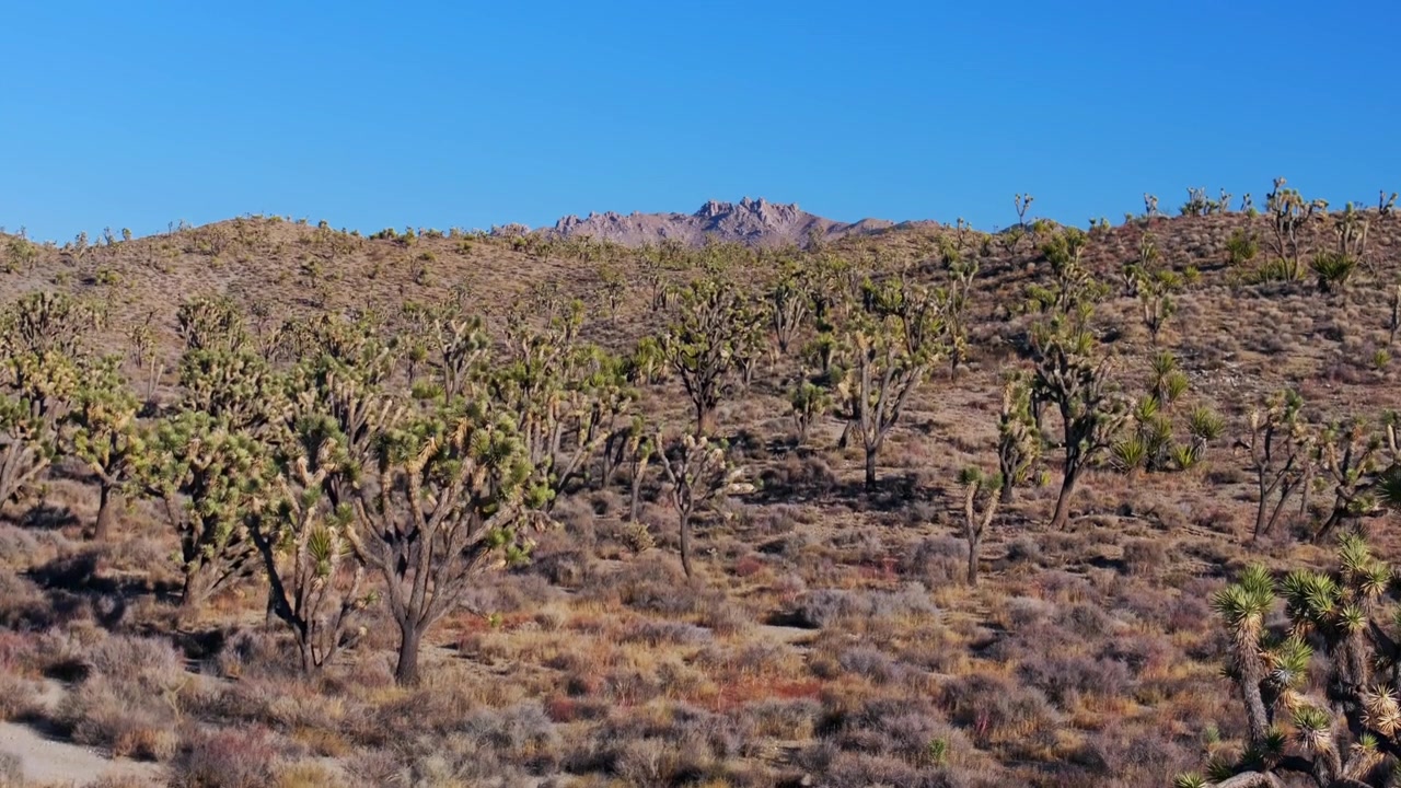 Yucca-træer Joshua Tree Nationalpark Californien luftdrone San Fernando County Mojave Colorado ørkenlandskab bjerge Kelso Pinto Basin-klitter blå himmel solrig eftermiddag opadgående bevægelse