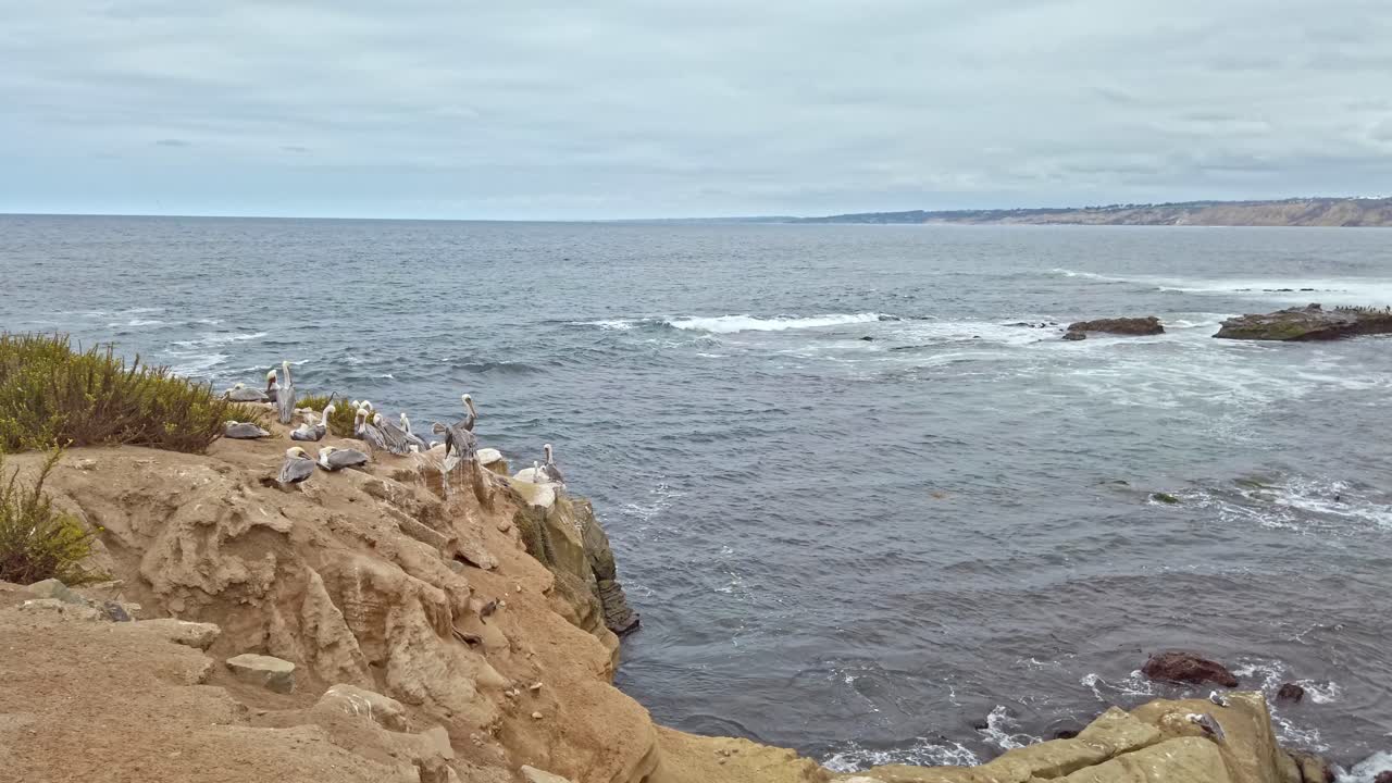 Crowd of gray pelicans landing and arranging their feathers on a big rock