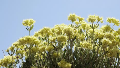 vista de bajo ángulo: roca amarilla desierto flores de trigo sarraceno soplan en la brisa