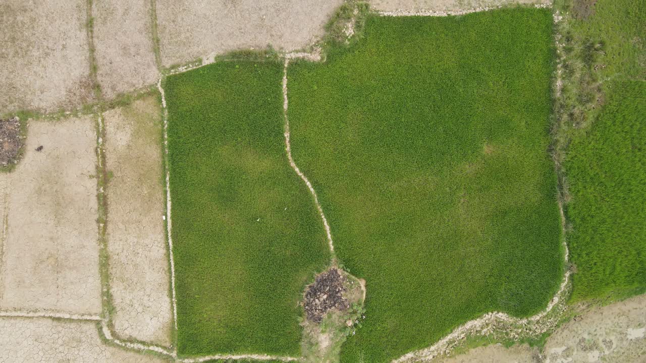 una vista aérea de arriba hacia abajo de los arrozales verdes afectados por la sequía proporciona una ilustración conmovedora del impacto del cambio climático en la agricultura, destacando la necesidad urgente de acción y conciencia