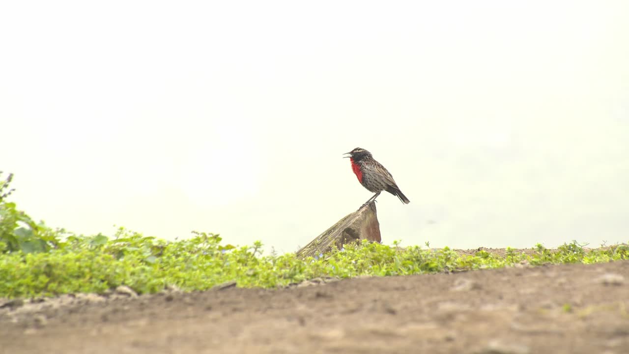 alondra peruana cantando sentada en el borde de una piedra molestada por una abeja, lomas de lucumo, lima