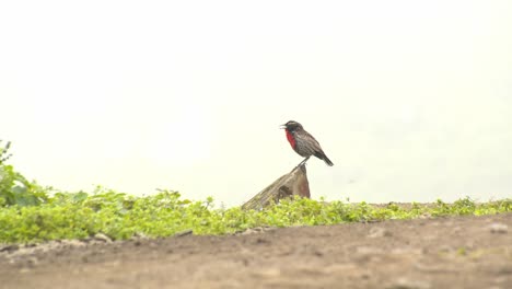 Peruvian-meadowlark-singing-sitting-on-edge-of-a-stone-bothered-by-a-bee-,-lomas-de-lucumo,-lima