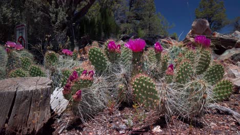 Low-static-shot-of-wild-prickly-pear-cactus-with-bright-pink-flowers