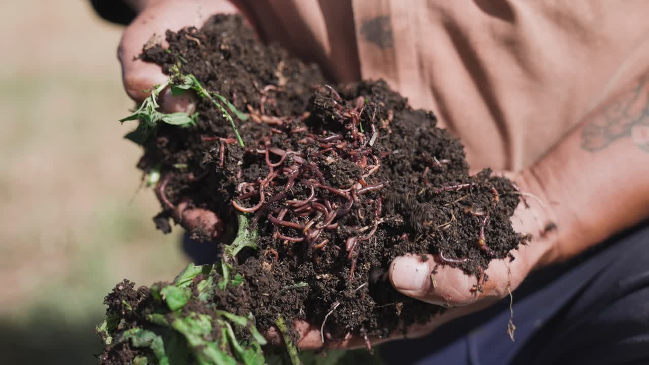 granjero manos llenas de compost lleno de gusanos, mezcla orgánica vegetal