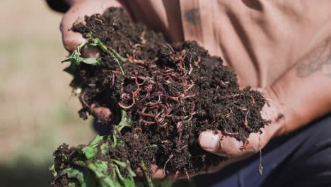 farmer hands full with compost filled with worms, vegetable organic mixture