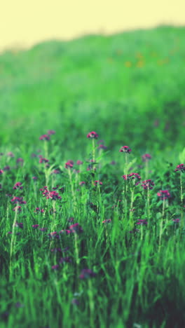 primer plano de flores silvestres púrpuras en un campo verde