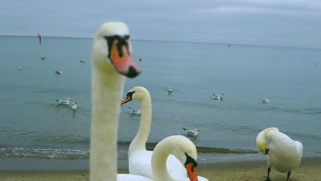 Close-up-on-the-swan's-beak,-a-group-of-birds-walk-on-the-seashore-in-the-sand