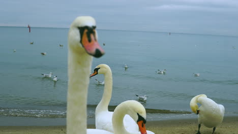 Cerca-Del-Pico-Del-Cisne,-Un-Grupo-De-Pájaros-Camina-A-La-Orilla-Del-Mar-En-La-Arena