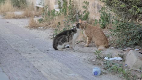 Dos-Gatos-Pelean-Al-Aire-Libre