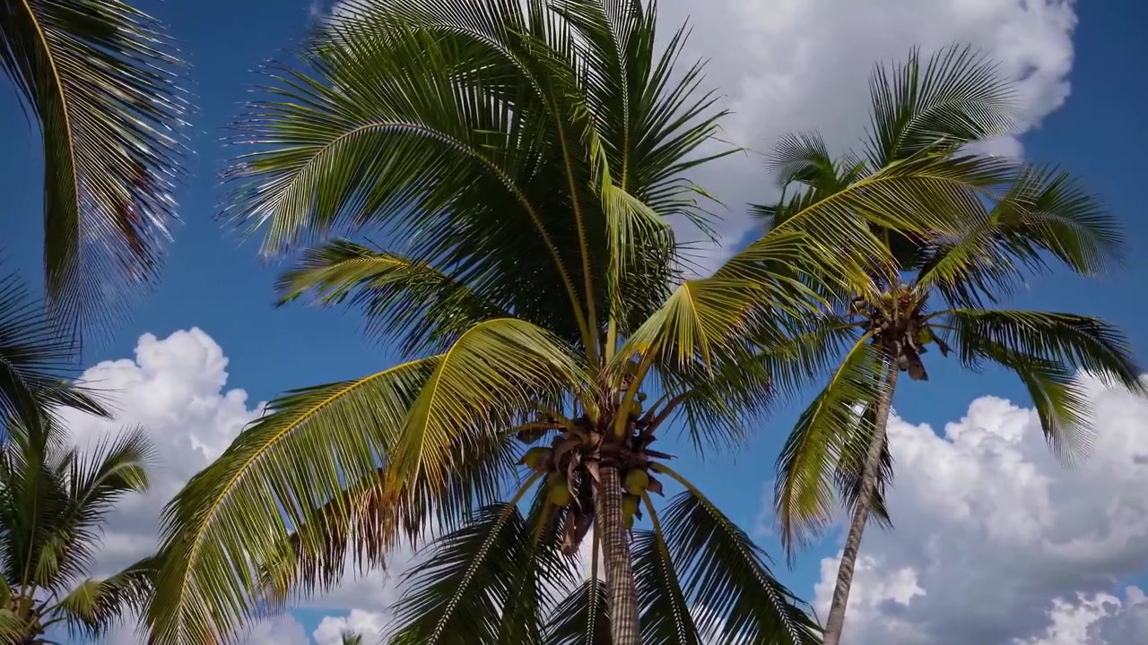 Palme Tropicali che Ondeggiano Dolcemente Contro un Cielo Blu con Nuvole Bianche