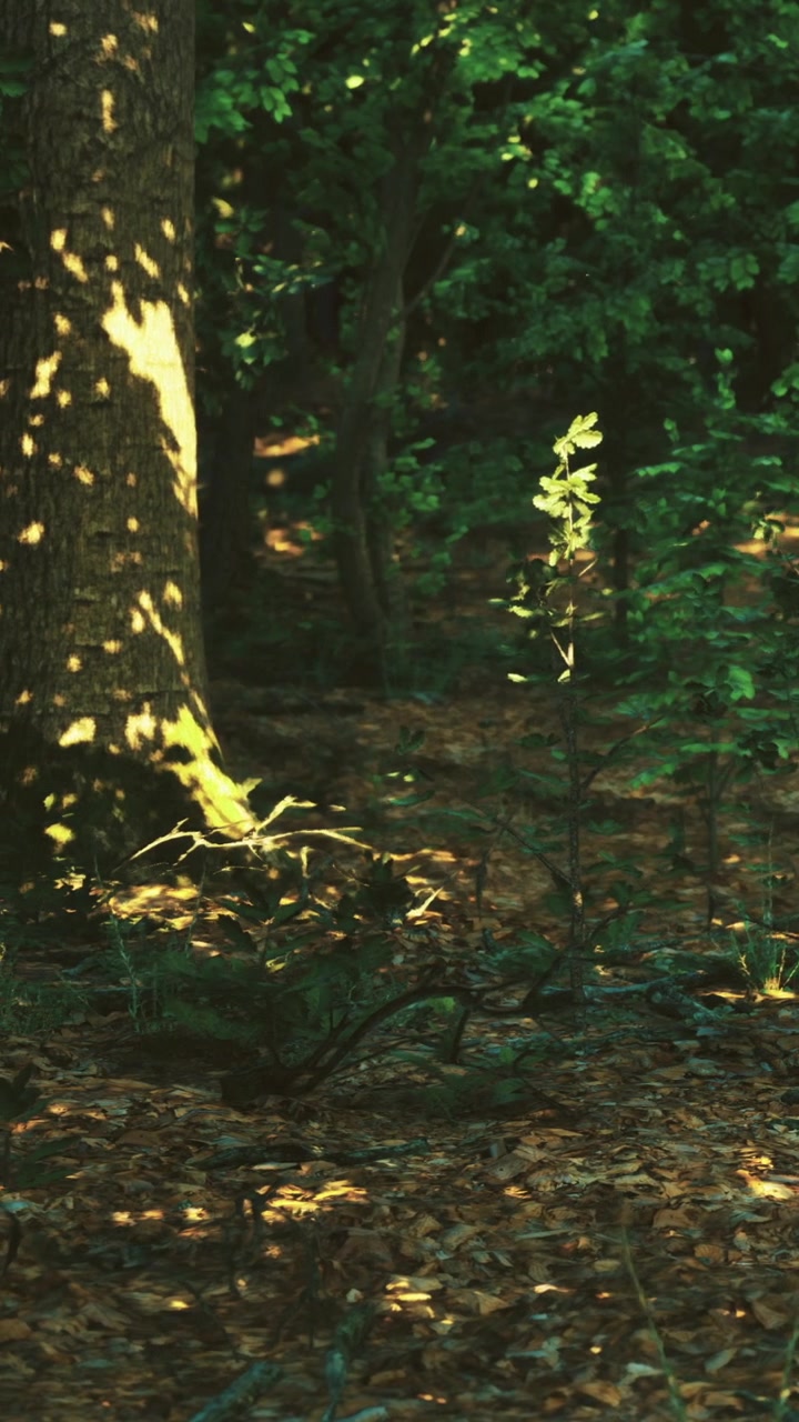 La luce del sole filtra tra gli alberi illuminando una tranquilla scena boschiva.