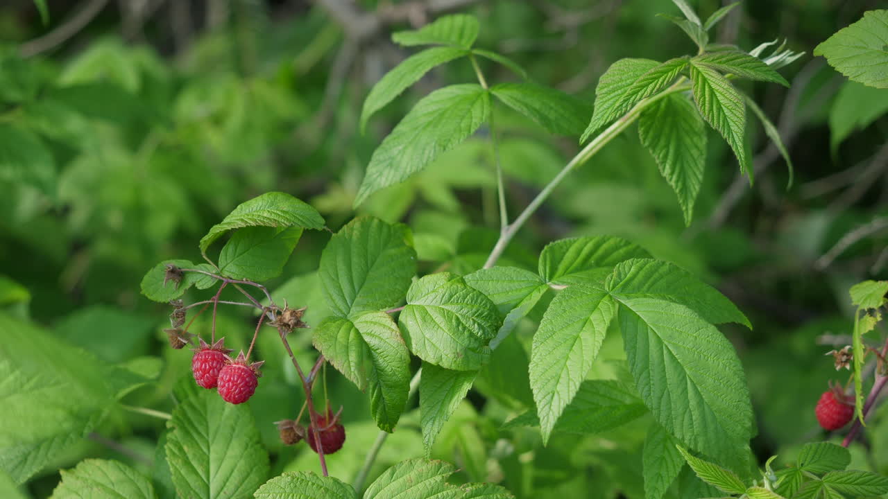 바람에 움직이는 라즈베리 식물의 잎과 열매