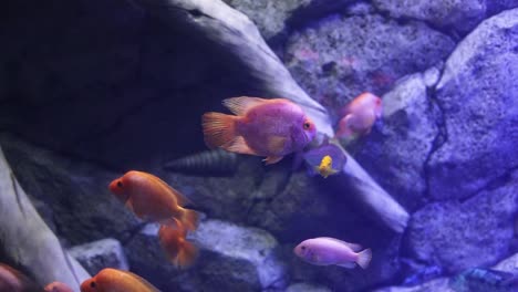 colorful fish in a home aquarium