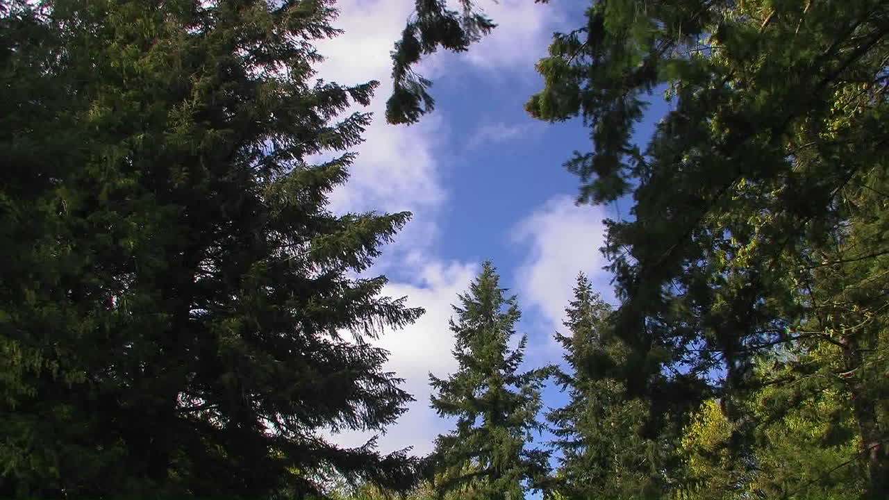 강한 바람이 숲이 우거진 머릿단을 날려