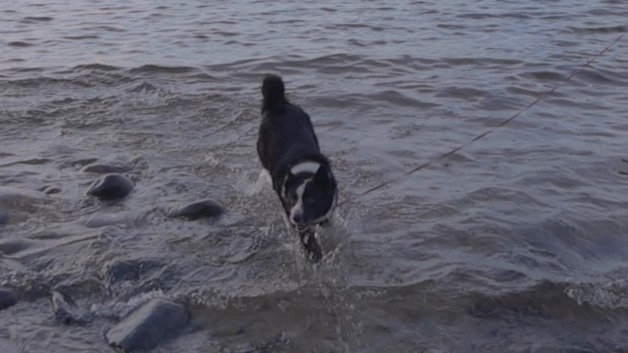 바다에서 카리안  개 바다 물과 리즈에 모래 달리고 점프하고 재미