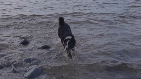 karelian bear dog in ocean sea water and sand on a leash running and jumping and having fun