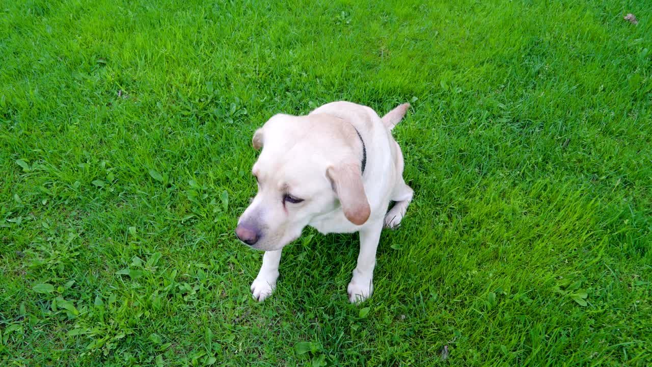 잔디 위 에 앉아 있는  라브라도르 리트리버 개