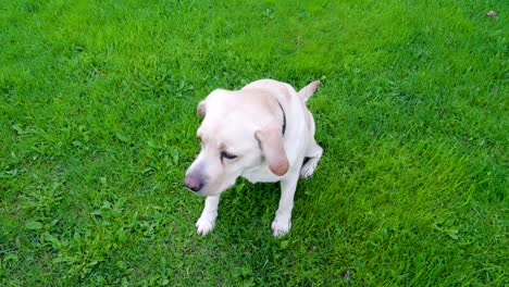 un perro labrador retriever blanco sentado en el césped