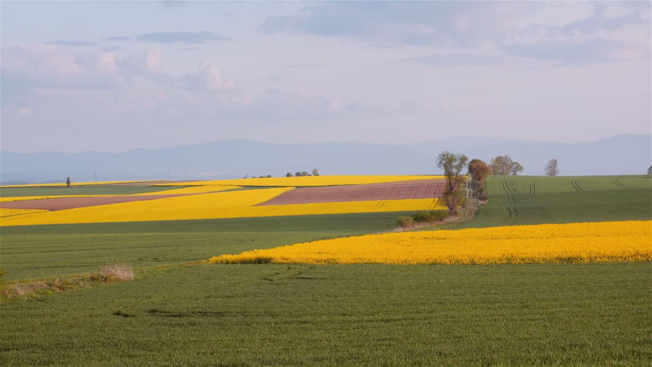 Wide Landscape with Rolling Hills and Blooming Rapeseed