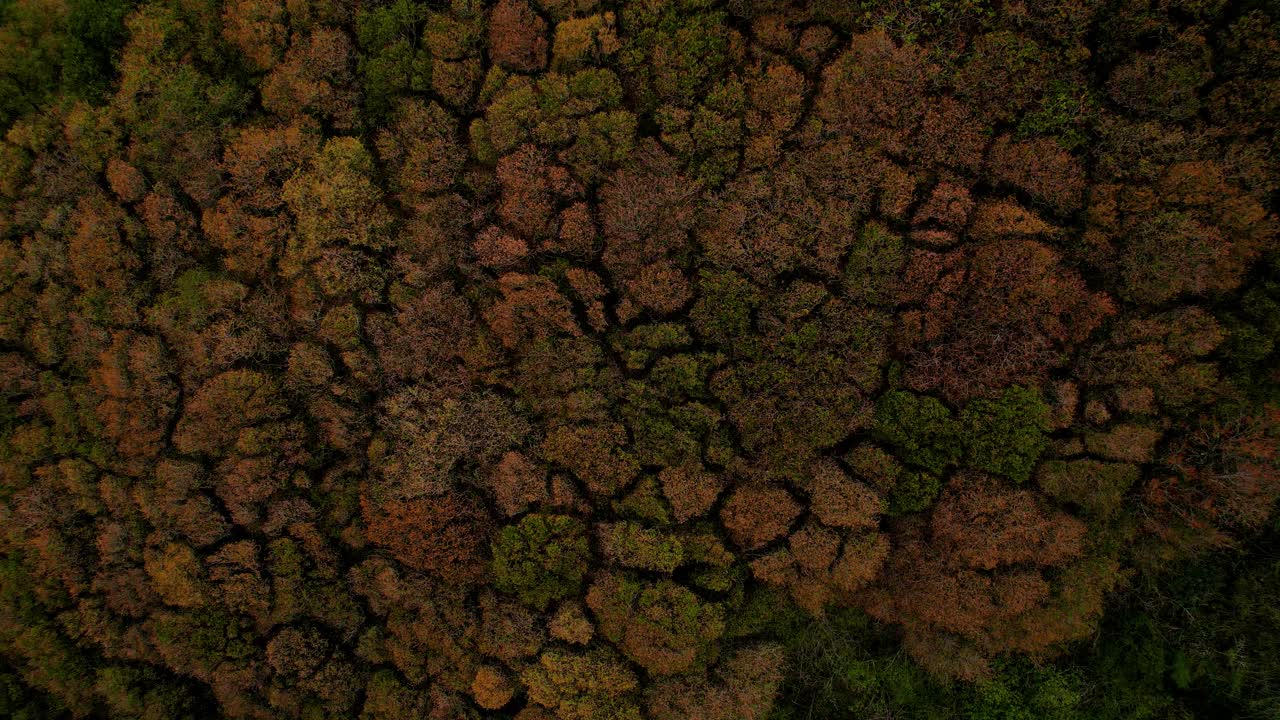 video aéreo de un bosque de roble y el viento moviendo su dosel