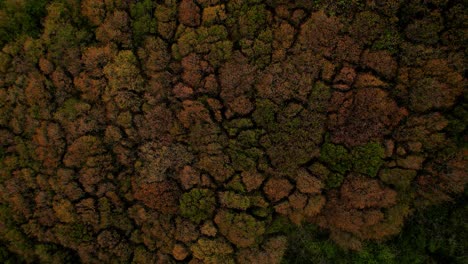 Aerial-video-of-an-oak-forest-and-the-wind-moving-its-canopy