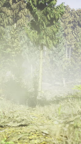 Forest path covered in mist with lush greenery in morning light