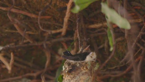 primer plano de pollito de colibrí en el nido debajo de un árbol con el viento moviendo la estructura