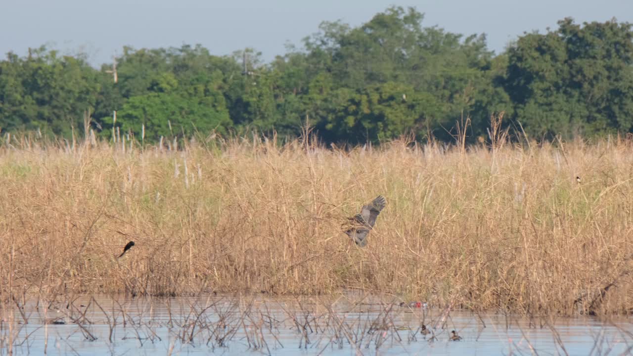 una sola garza púrpura ardea purpurea voló en forma el lado derecho del marco a su nido en el lecho de caña del lago beung boraphet en nakhon sawan, tailandia