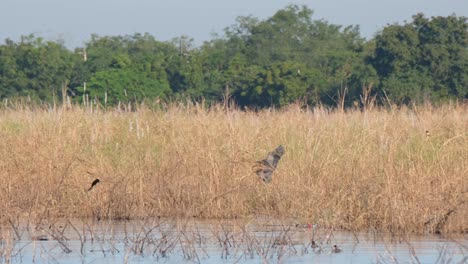 Una-Sola-Garza-Imperial-Ardea-Purpurea-Voló-Desde-El-Lado-Derecho-Del-Marco-Hasta-Su-Nido-En-El-Lecho-De-Juncos-Del-Lago-Beung-Boraphet-En-Nakhon-Sawan,-Tailandia