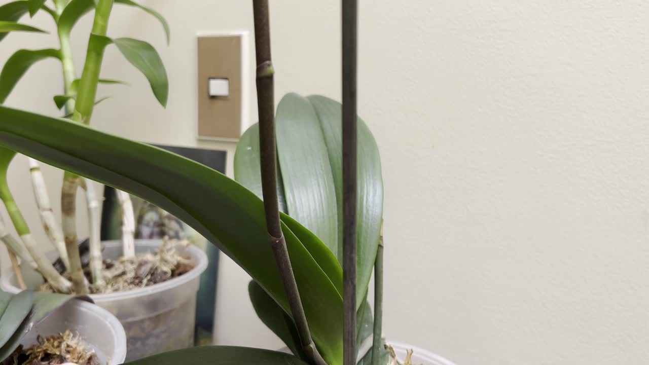 피는 난초 꽃의 비디오