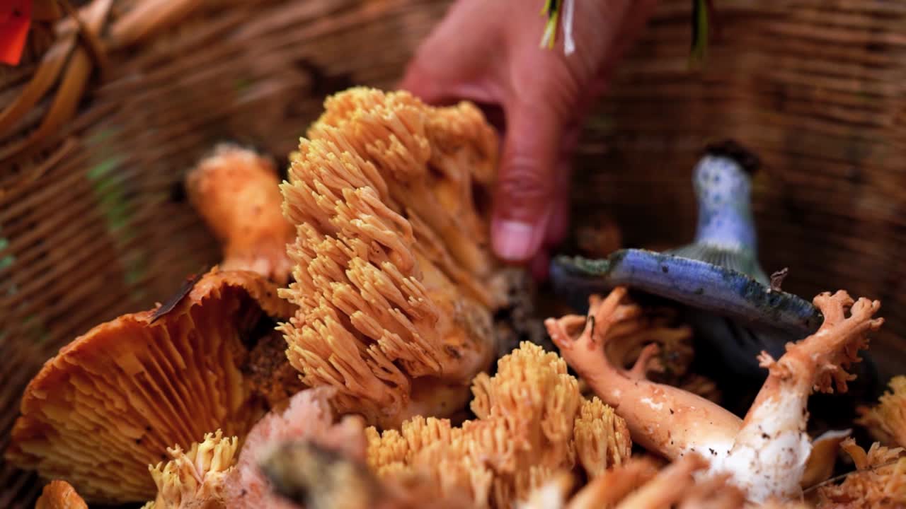 mujer irreconocible poniendo hongos en la canasta del wicket