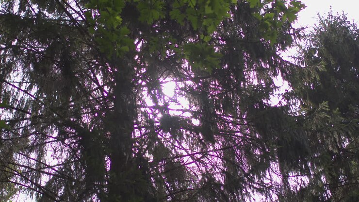 Close Up Of Sun Shining Through Tree Branches In Forest