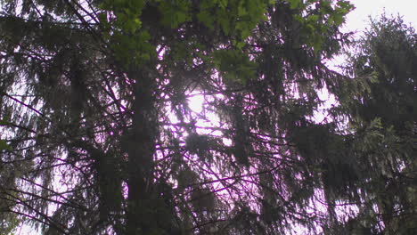 close up of sun shining through tree branches in forest