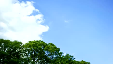 blue sky and trees, time lapse.