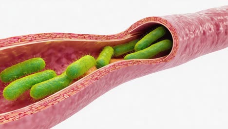 bacteria in a blood vessel