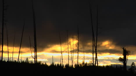 árboles que sobrevivieron a un bosque en el parque nacional de yellowstone están en silueta 1