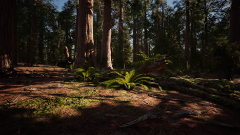la luz del sol filtrándose a través de un bosque de sequoias