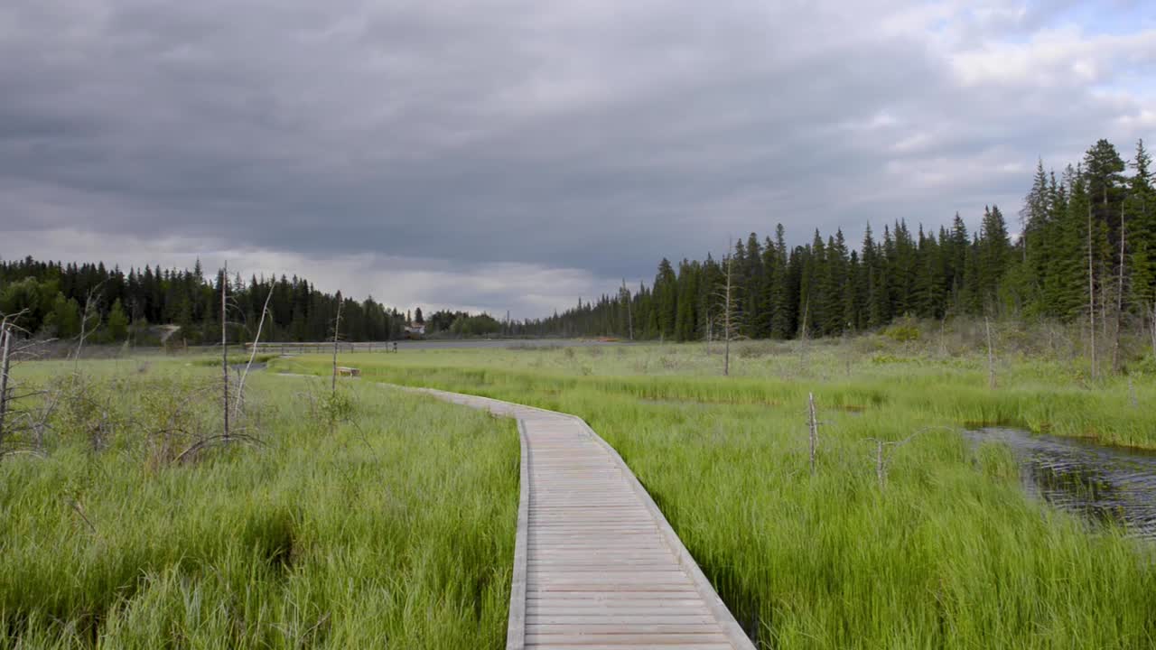 el paseo marítimo de castores es un camino único de madera que serpentea a través de humedales y estanque de castores en pleno funcionamiento en hinton, alberta con áreas de asientos, señales interpretativas y dos torres de observación