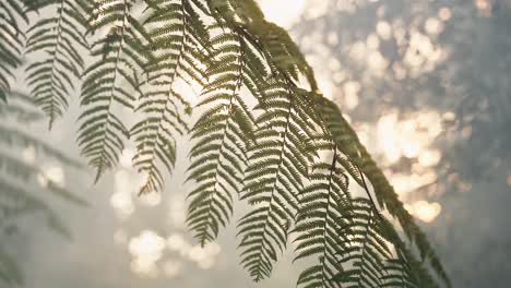 Vibrant-tree-branch-with-foliage-and-smoking-jungle-area-behind,-handheld-view