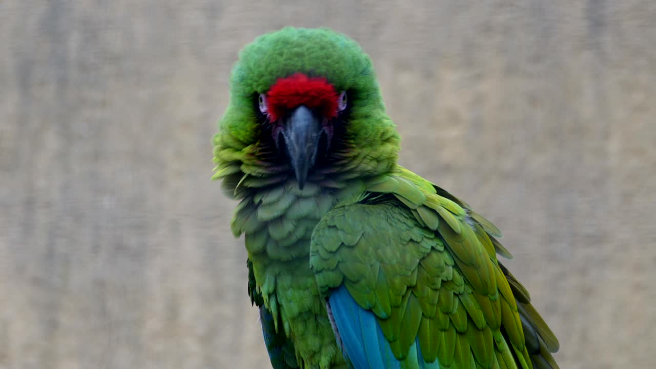 una cabeza de loro macaw verde