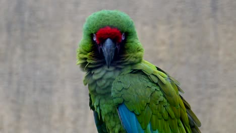 a green macaw parrots head